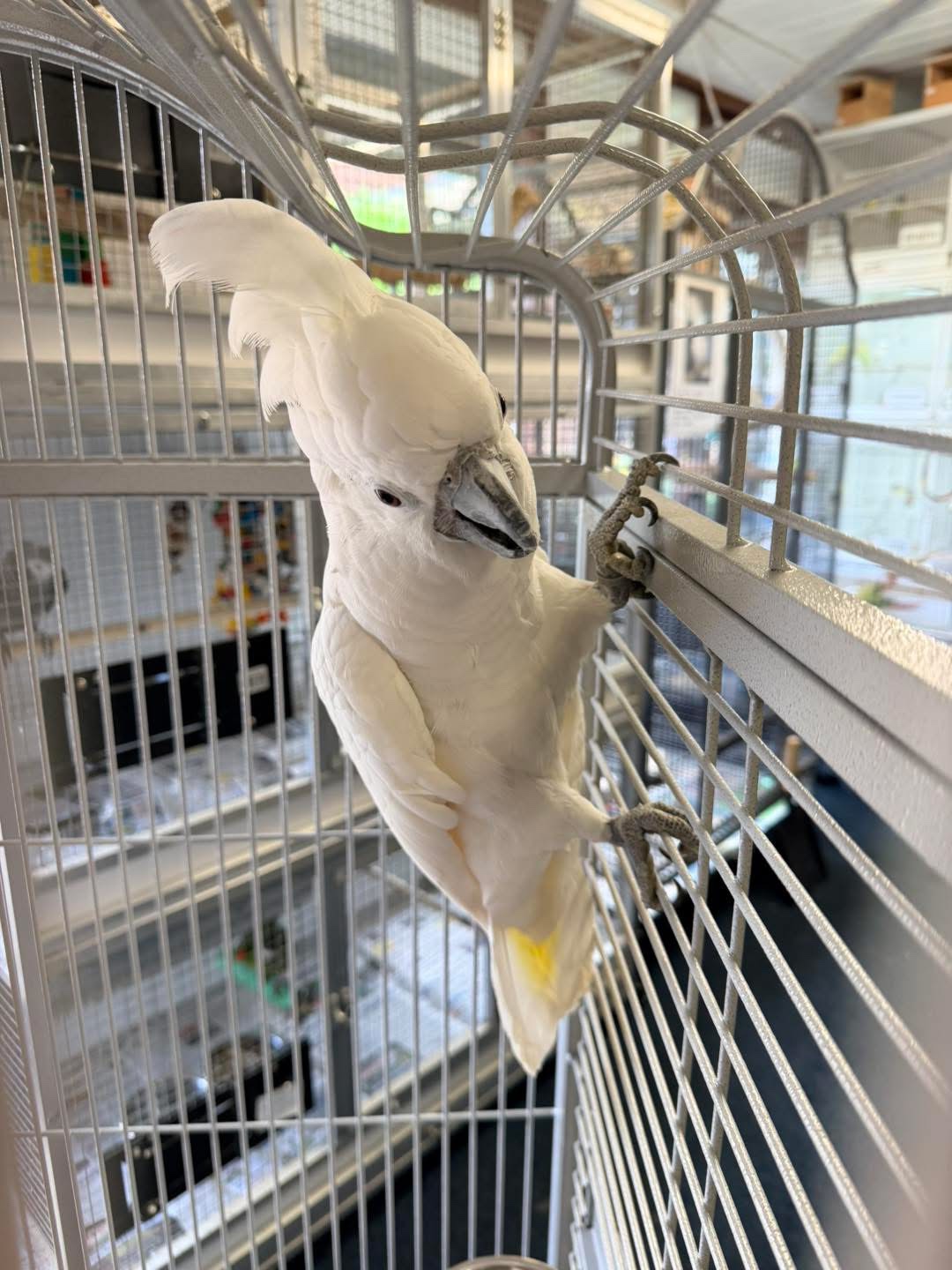 Blue, the owner’s white cockatoo, showing off his crest in the shop